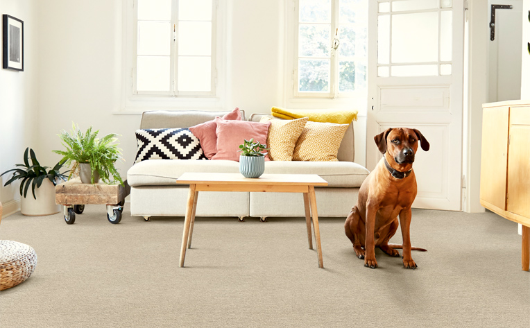 beige carpet in living room with dog sitting next to coffee table